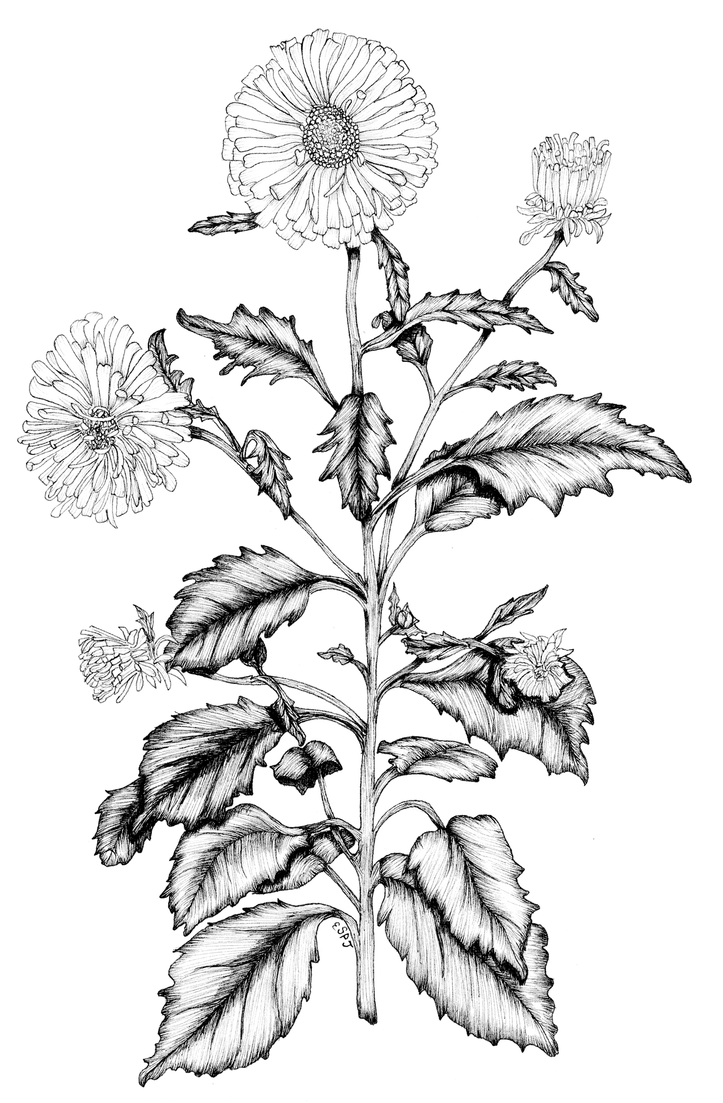 Aster
