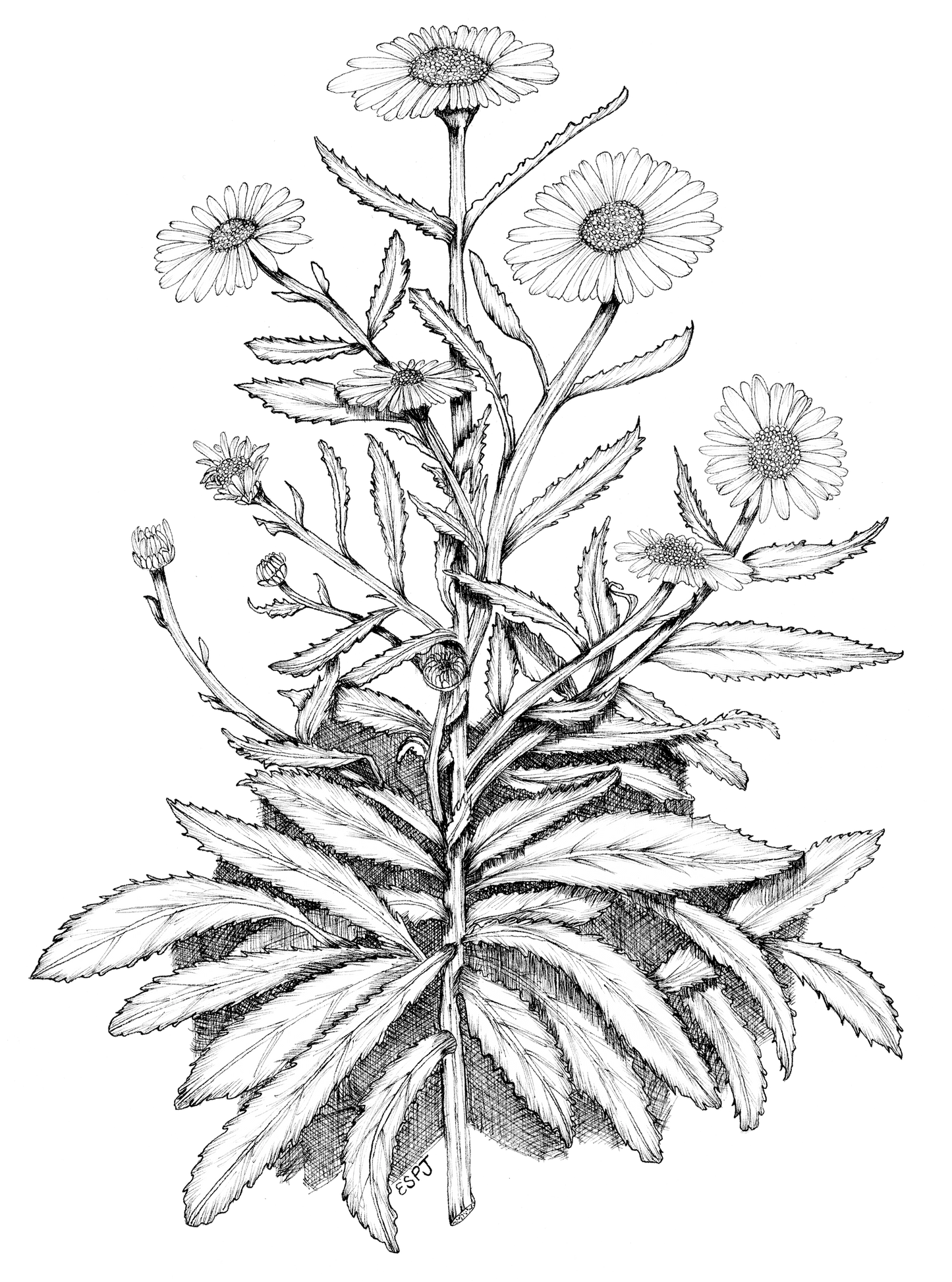 Daisy