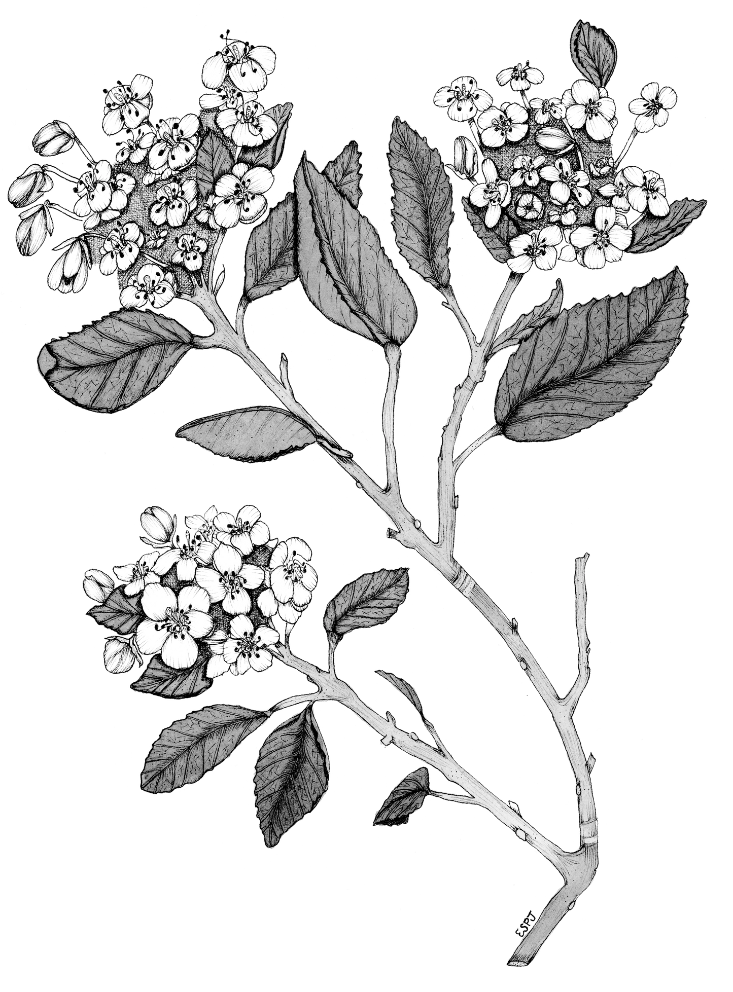 Hawthorn