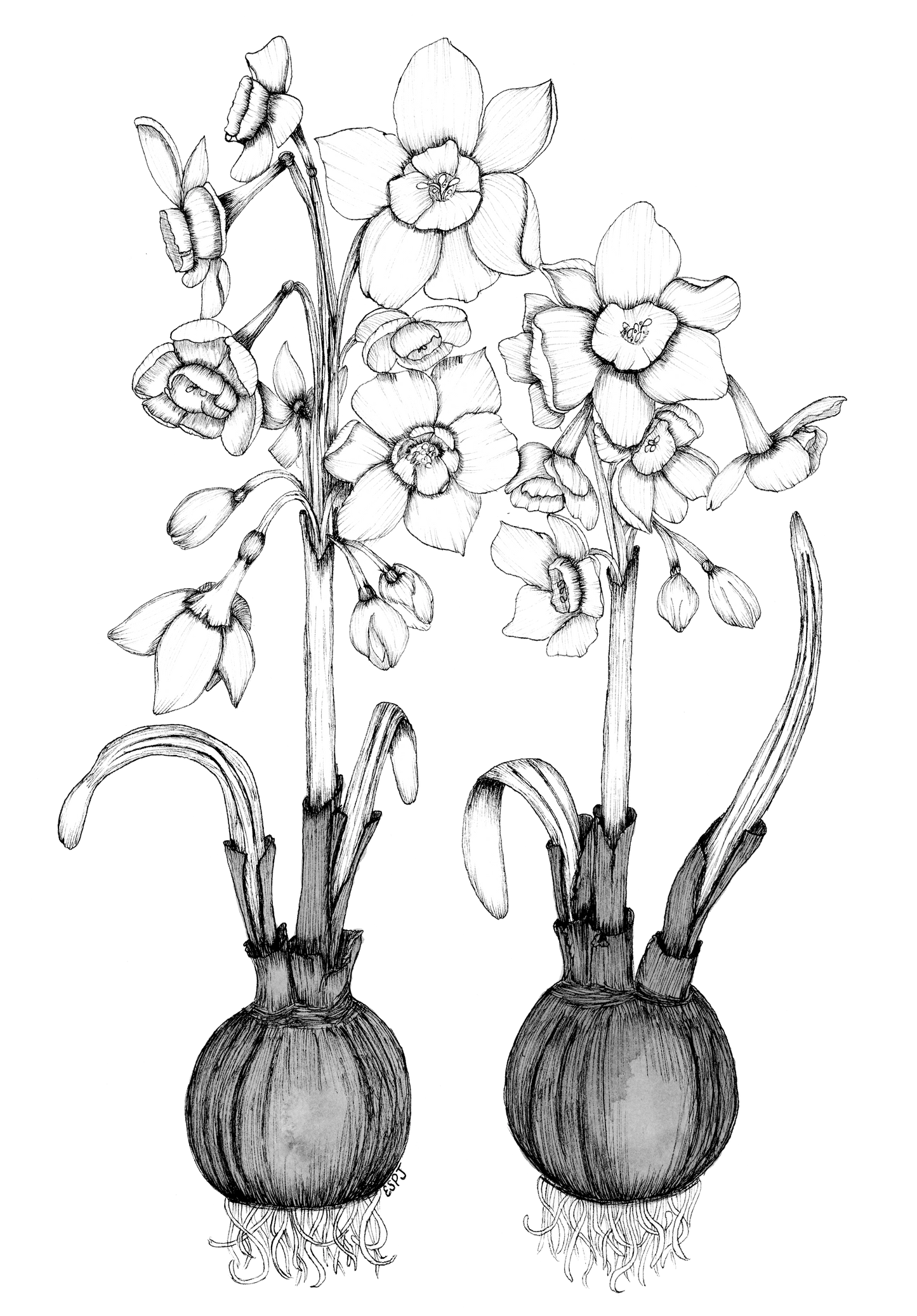 Jonquil