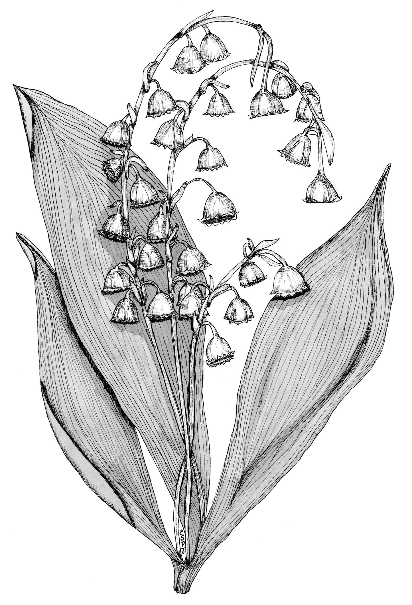 Lilly of the Valley