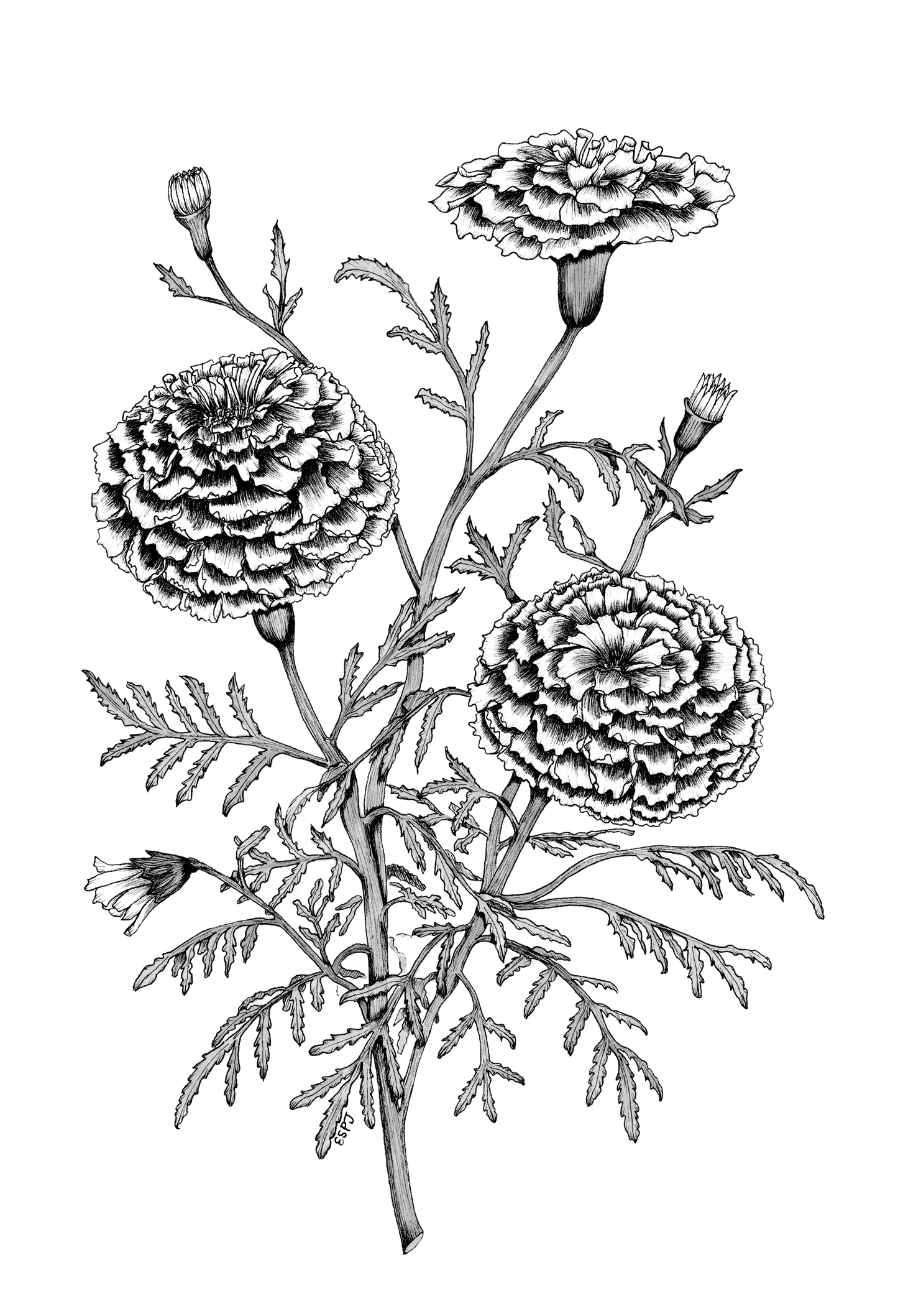 Marigold