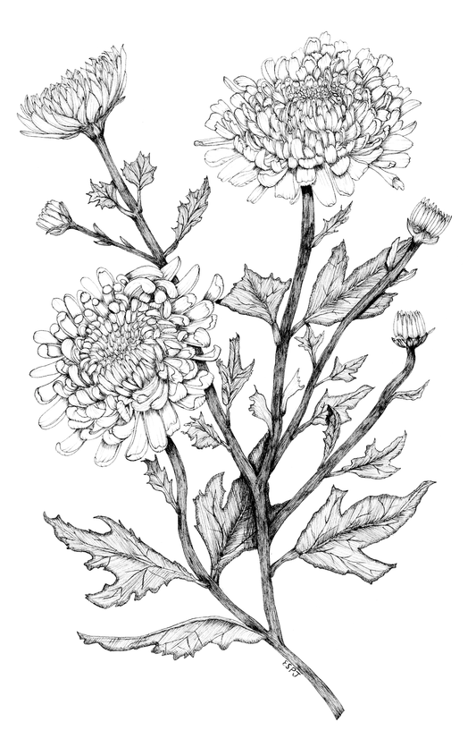 Chrysanthemum