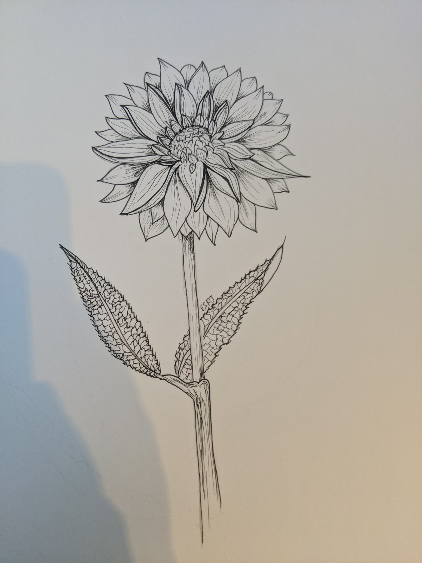 Dahlia Flower Card Series