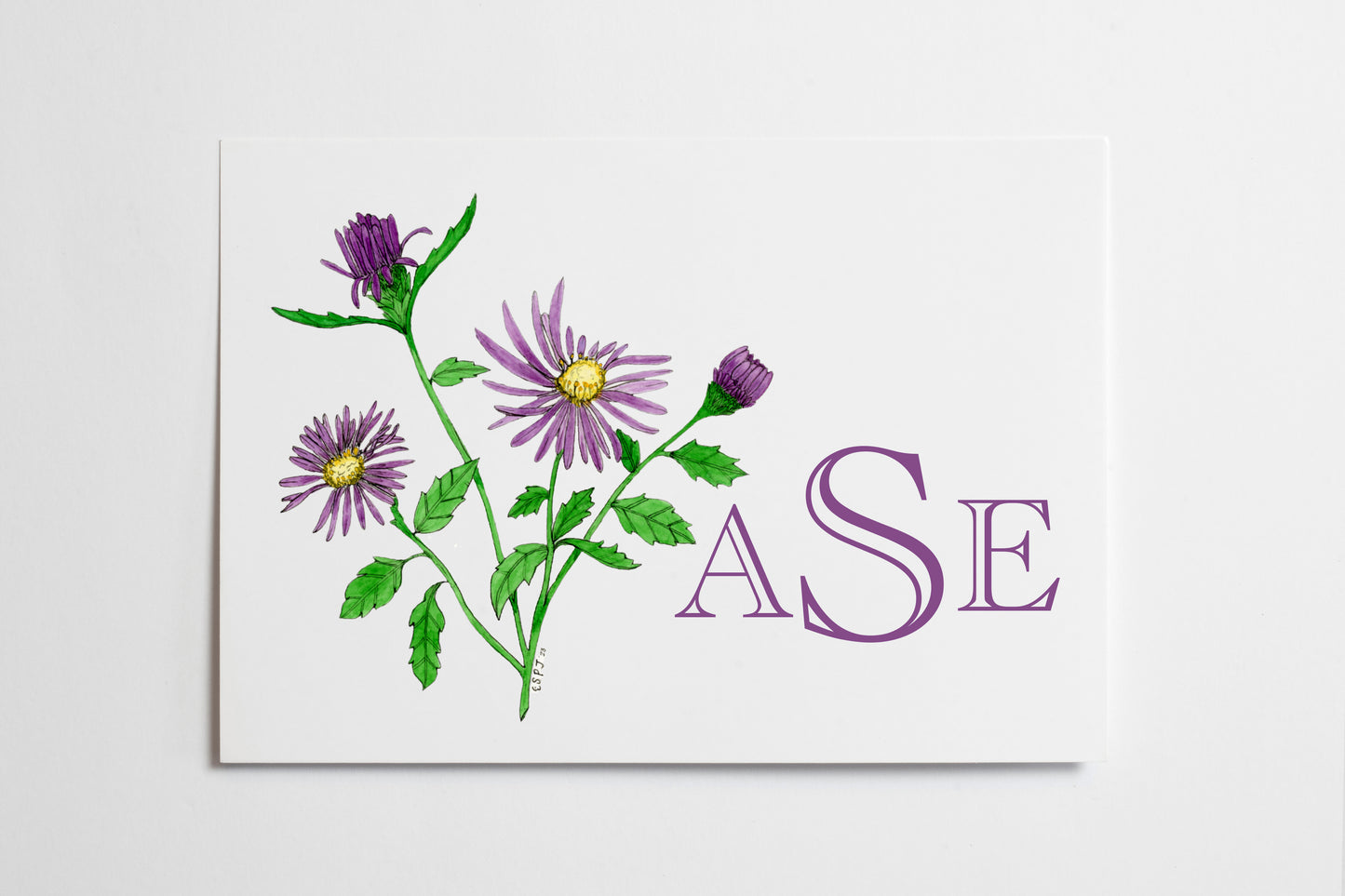 Purple Asters Note Card Set