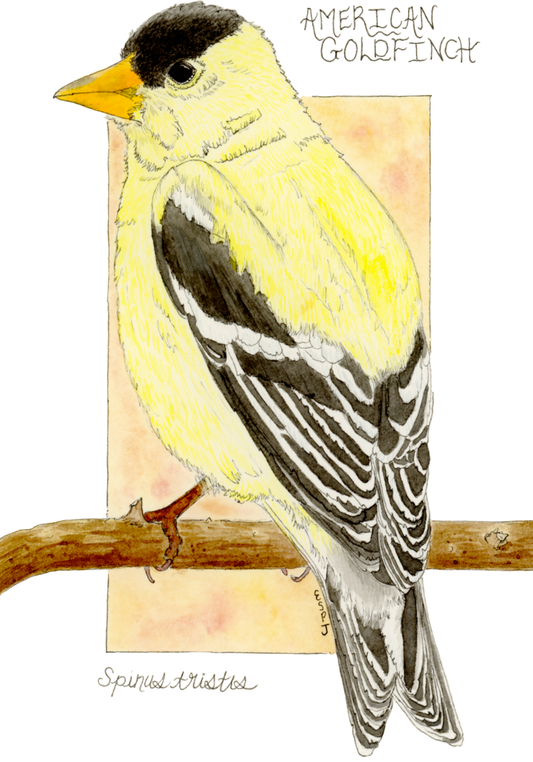 American Goldfinch