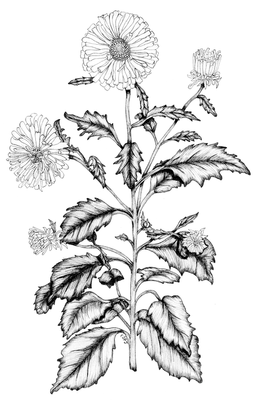 Aster