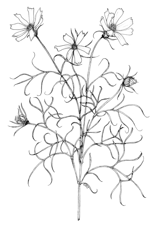 Cosmos