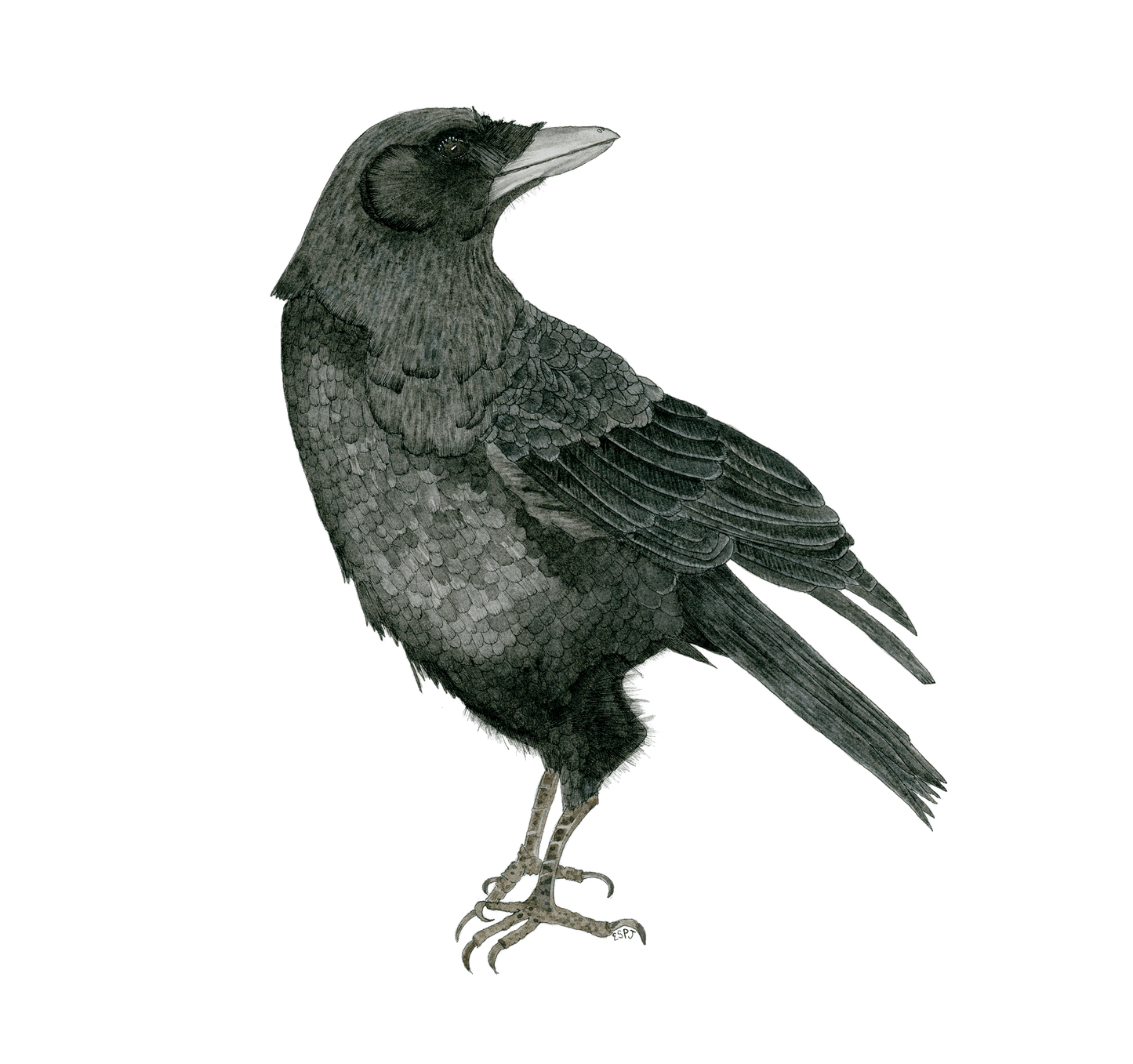 The Handsome Crow