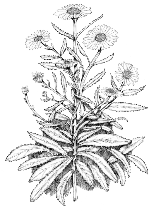 Daisy
