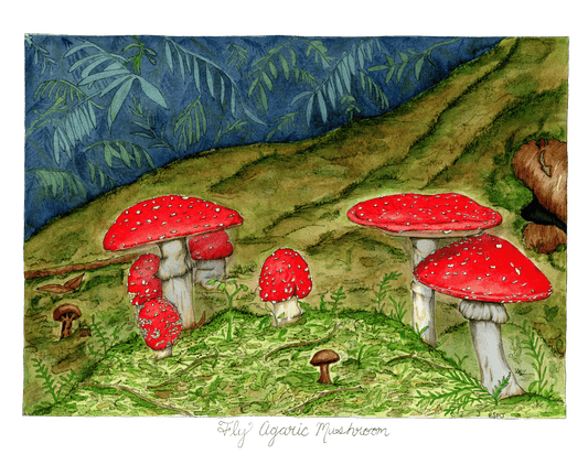 Fly Agaric Mushrooms