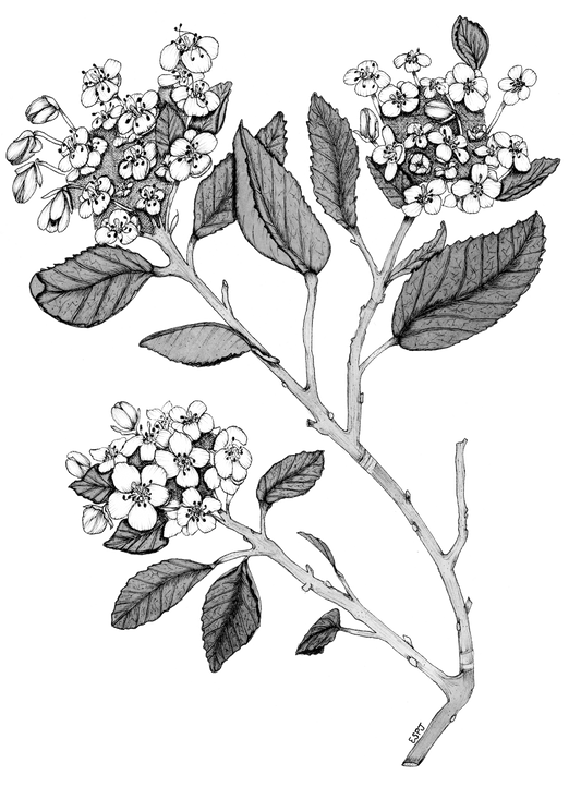 Hawthorn