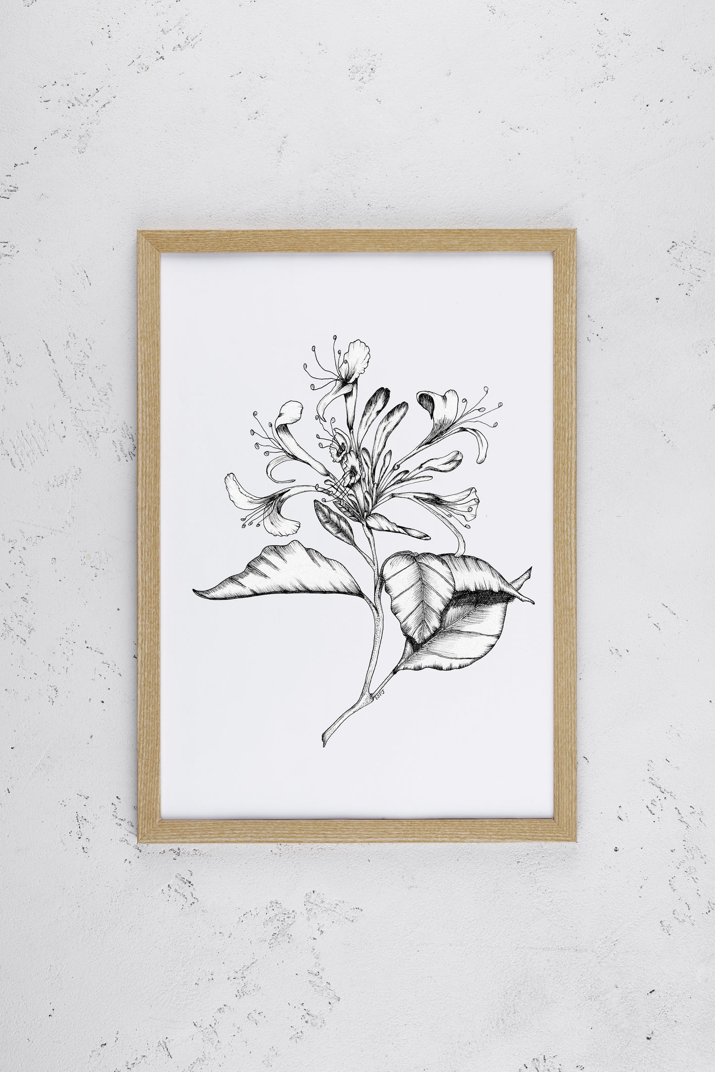 Honeysuckle in Bloom Print