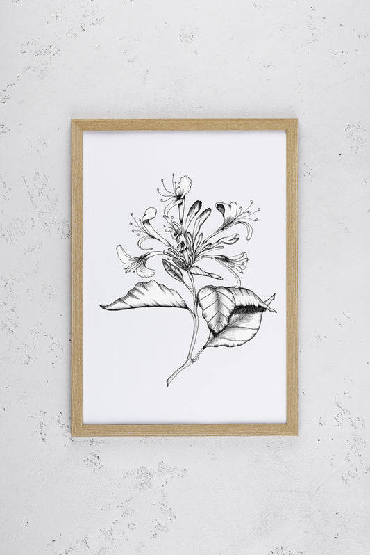 Honeysuckle in Bloom Print