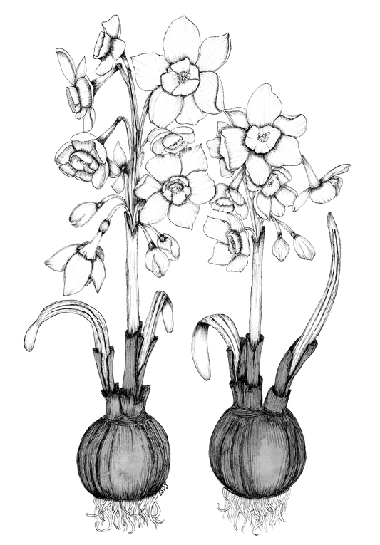 Jonquil