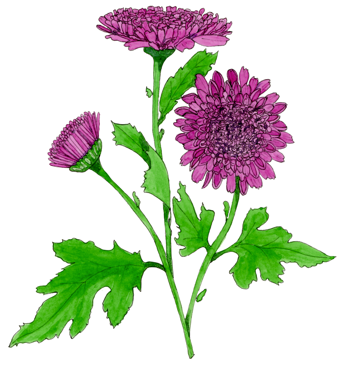 Pure Violet Chrysanthemum Print