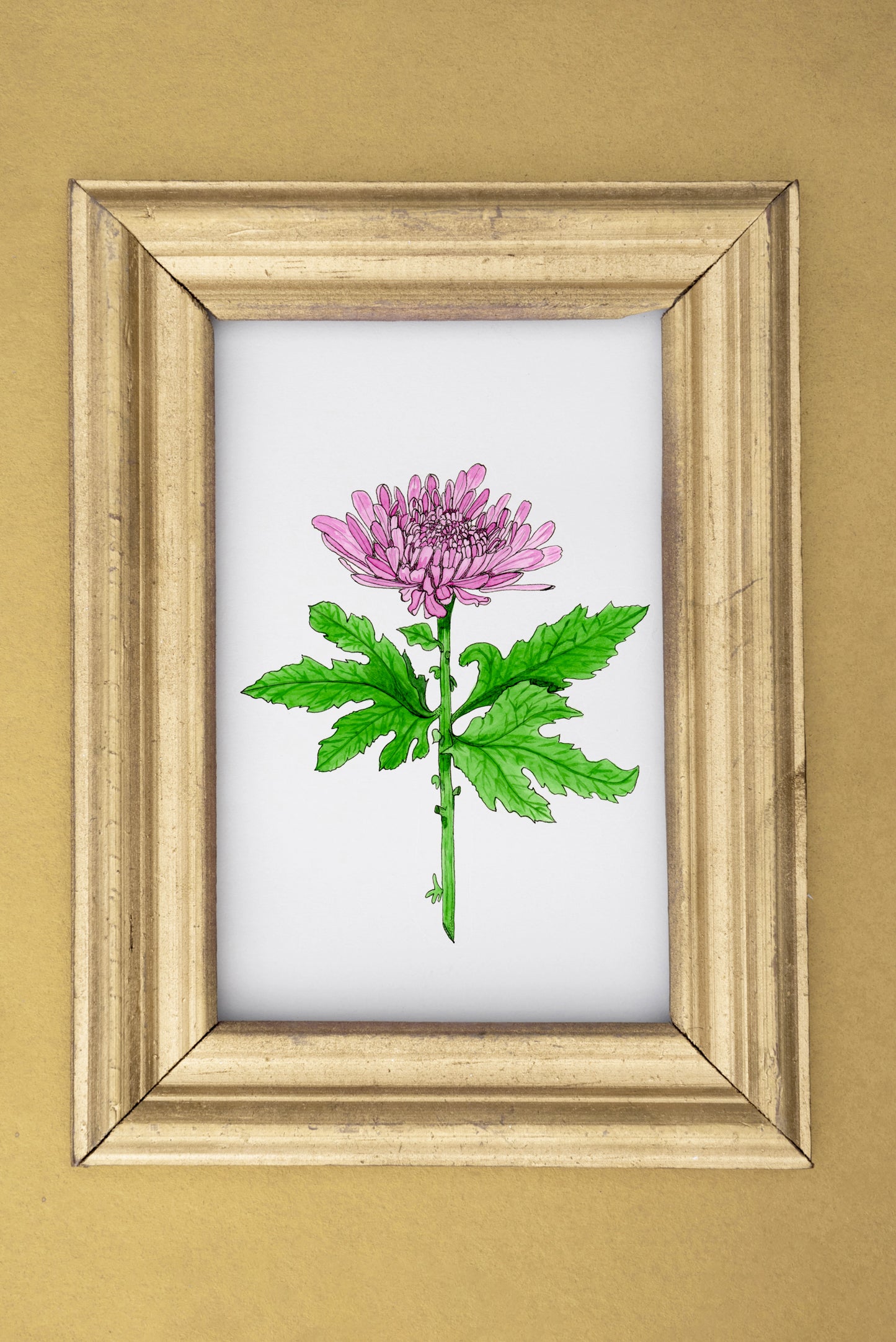 Perfect Purple Chrysanthemum Print