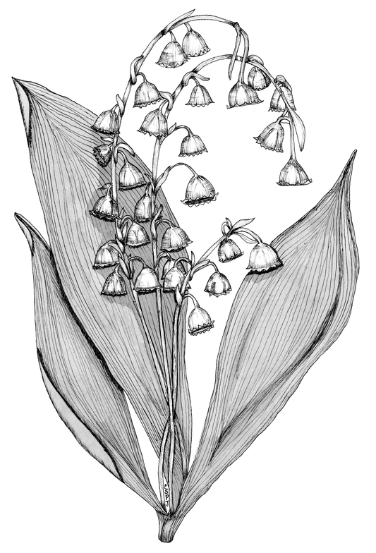 Lilly of the Valley