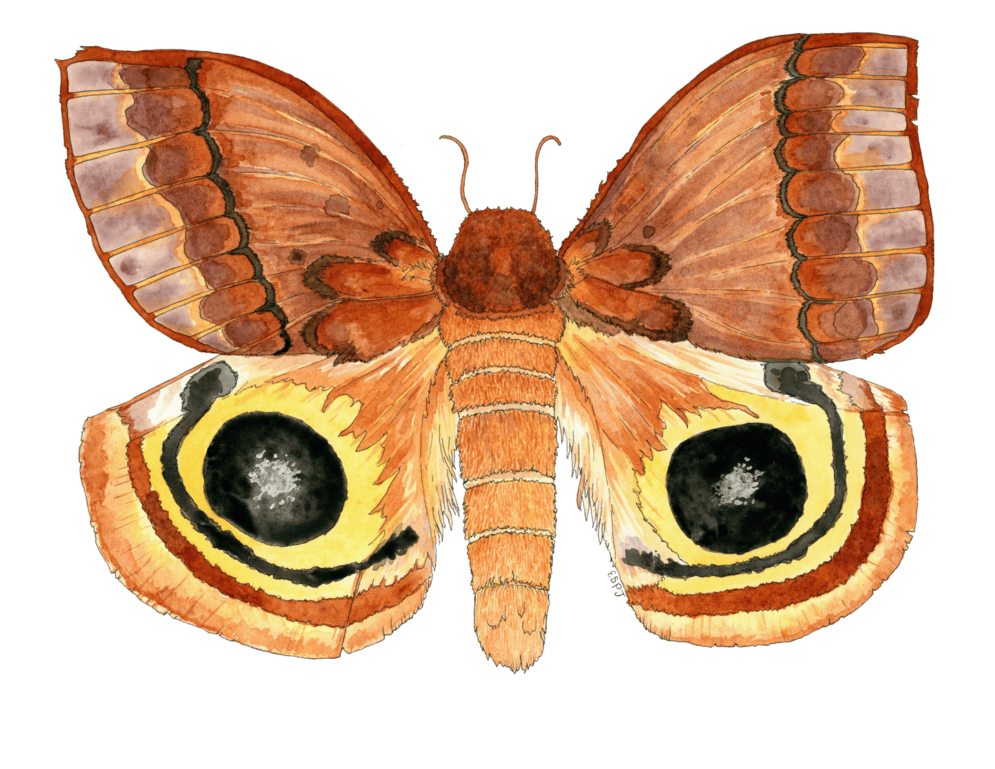 Lo Moth