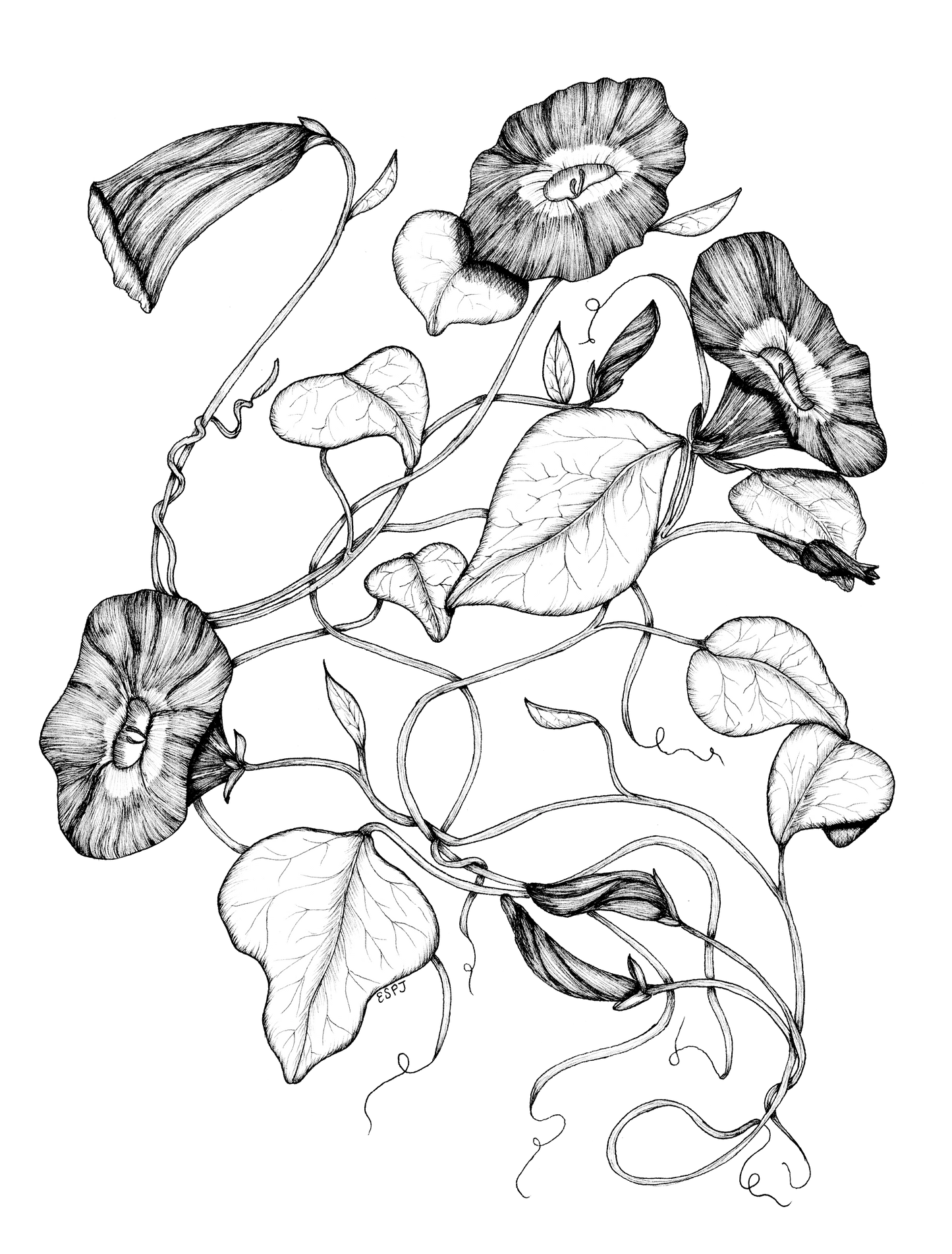 Morning Glory