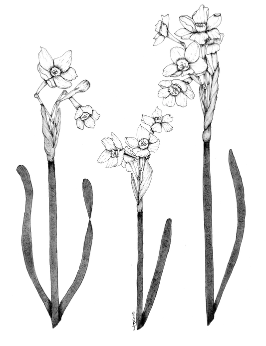 Narcissus