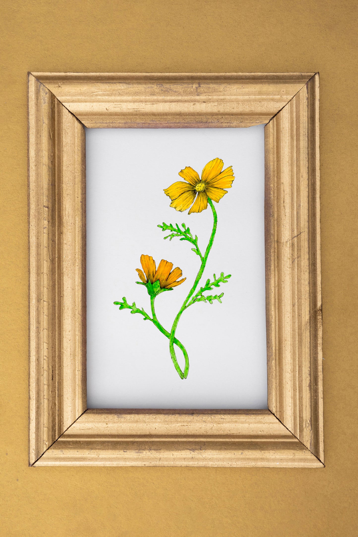 Happy Orange Cosmos Print