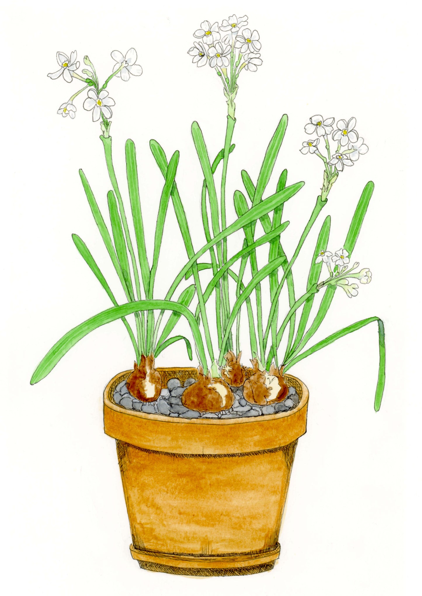 Paperwhites in Terracotta