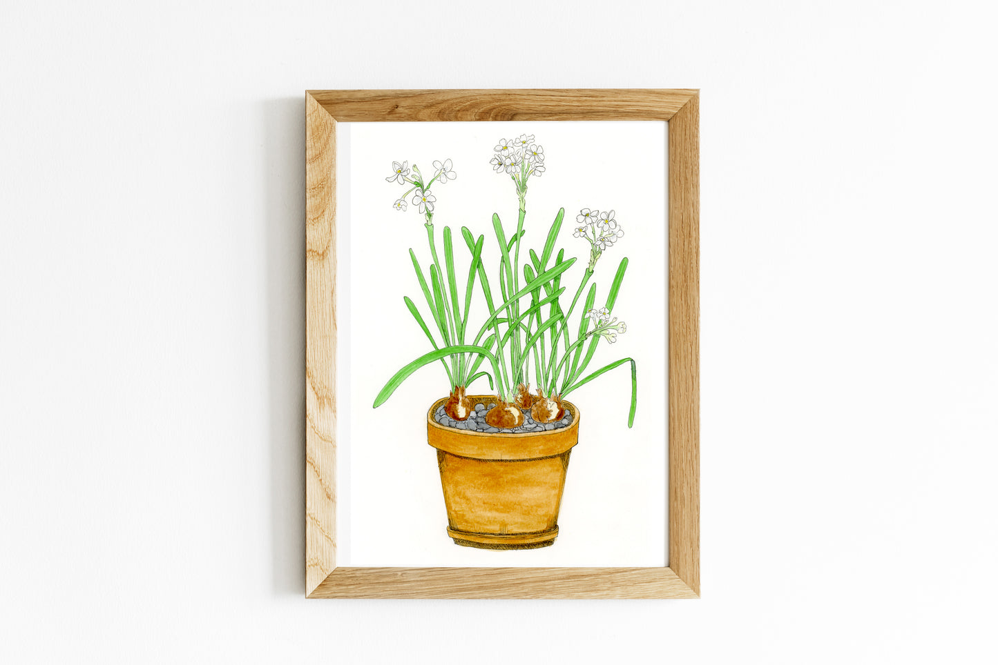 Paperwhites in Terracotta