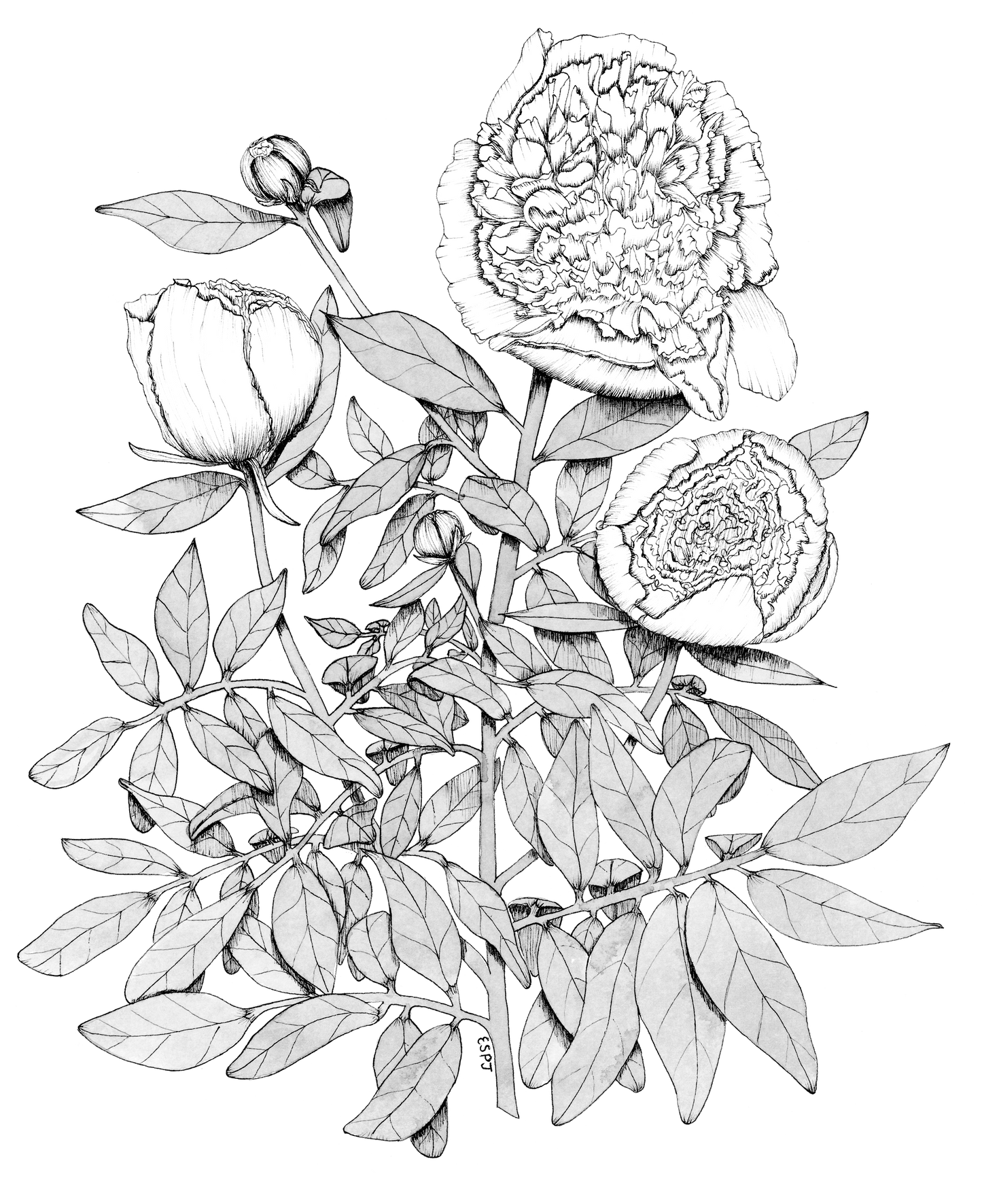 Peony