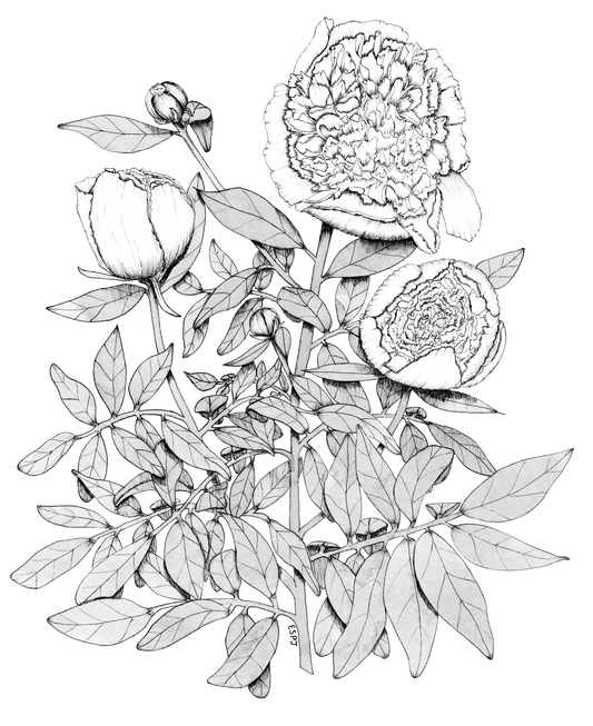 Peony