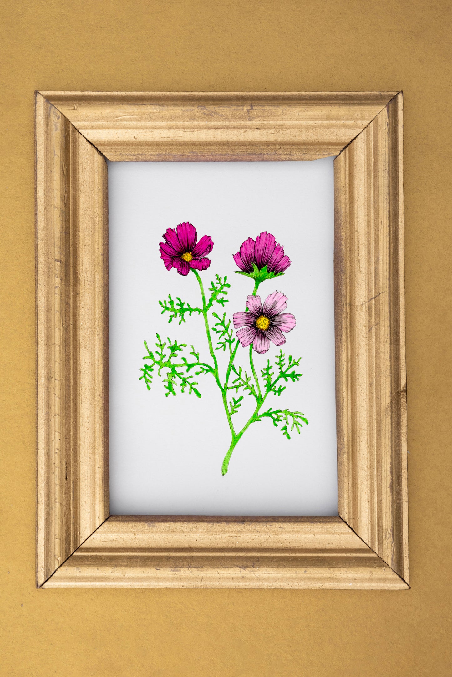 Pretty Pink Cosmos Print