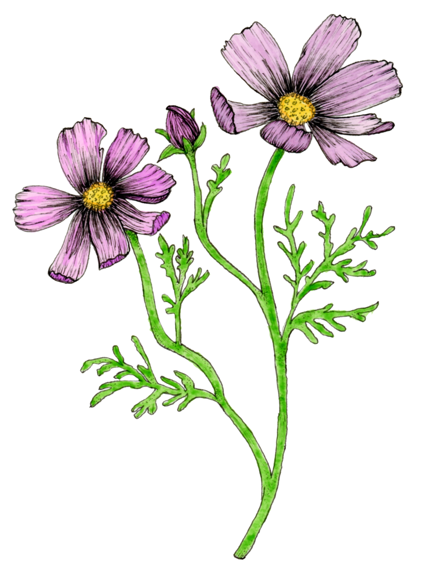 Light Purple Cosmos Flower Card Series