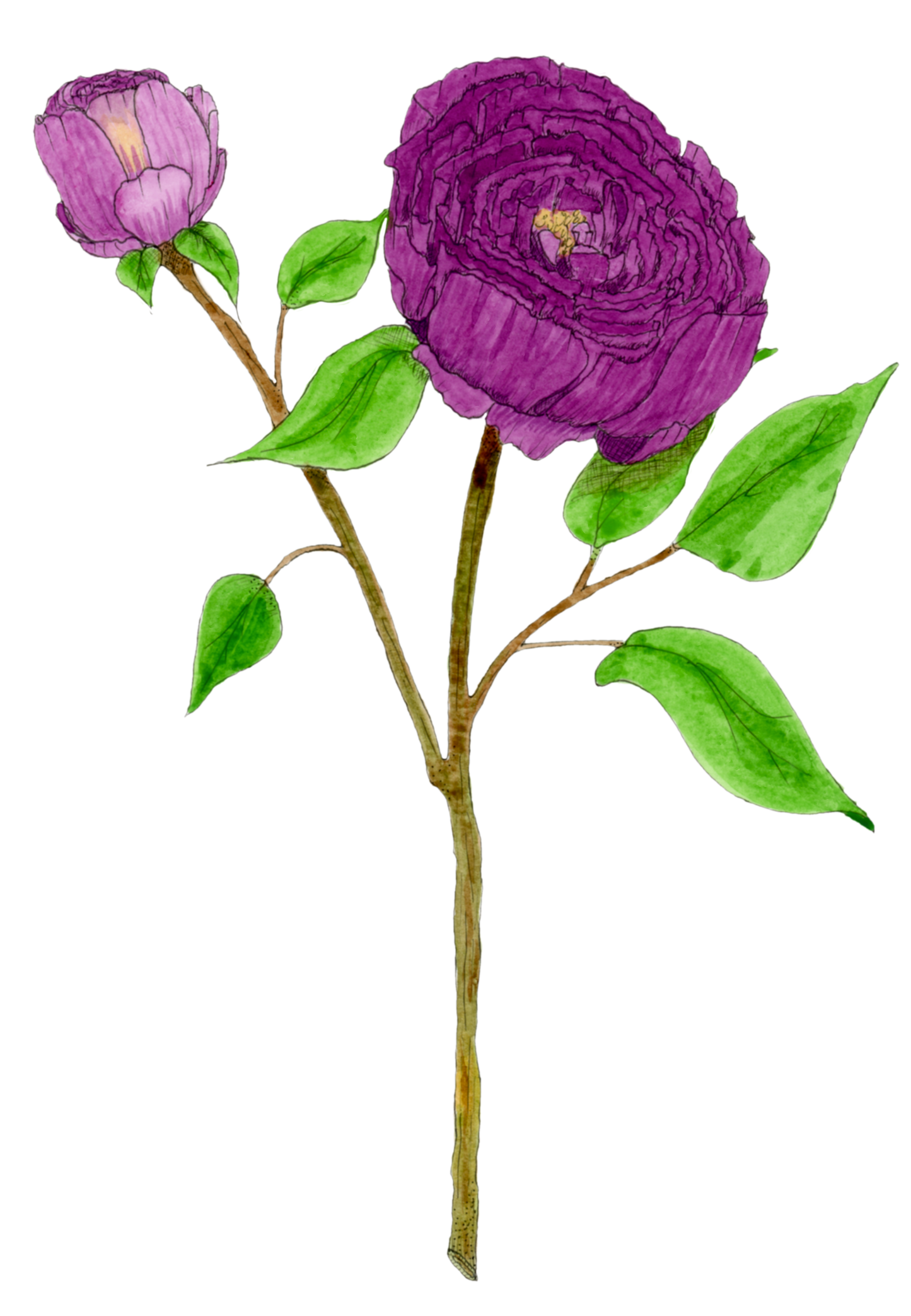 Purple Peonies Print