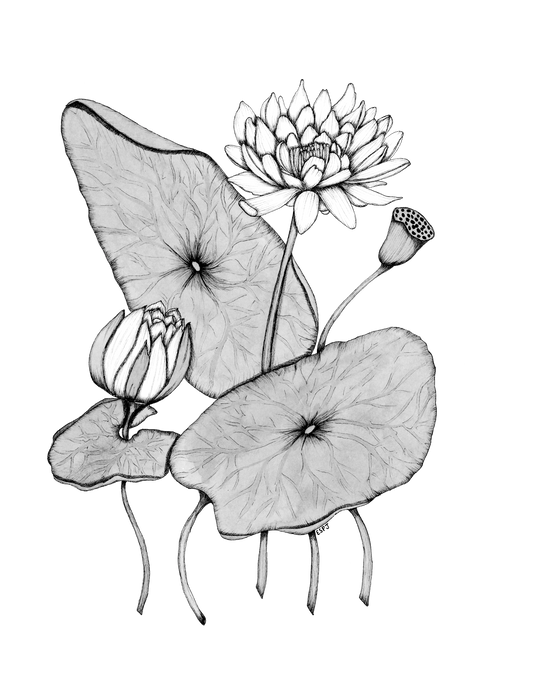 Water Lily