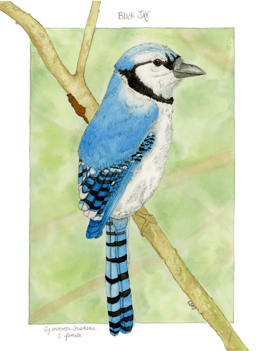 Blue Jay