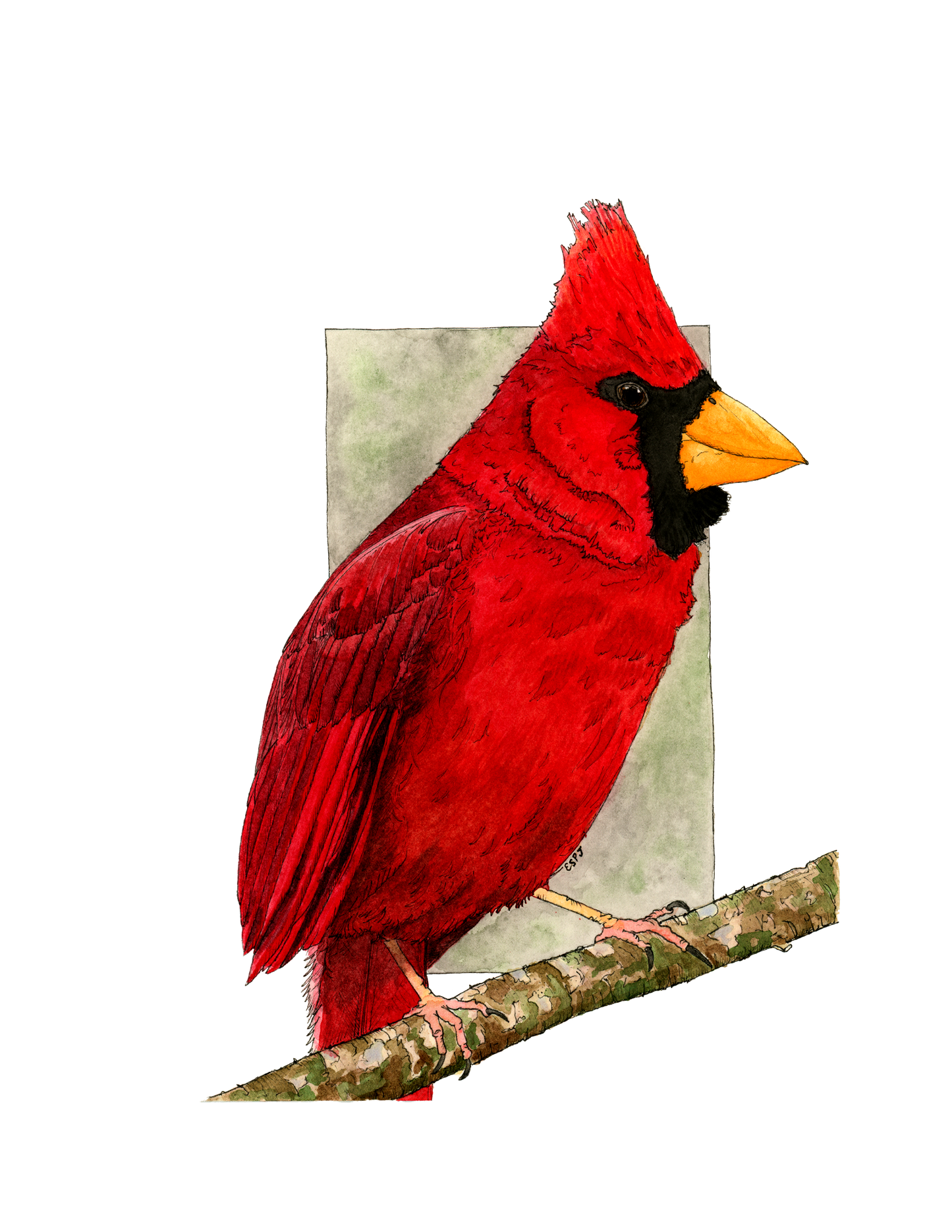 Northern Red Cardinal (Male)
