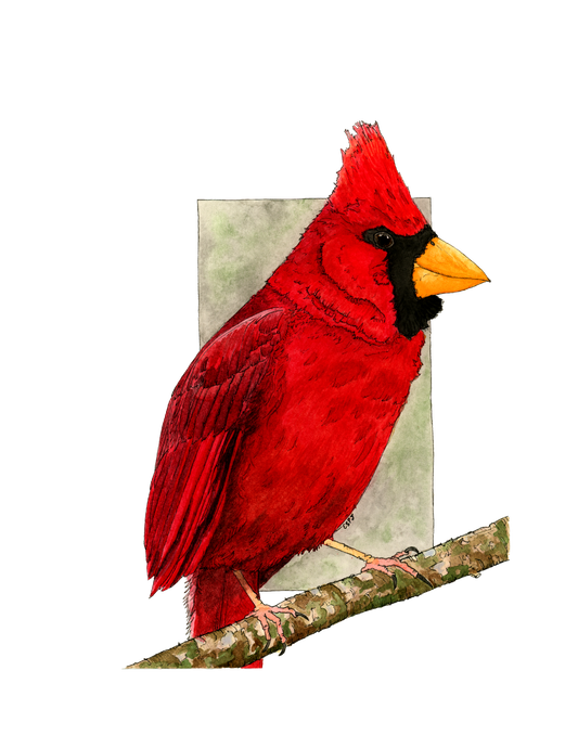 Northern Red Cardinal (Male)