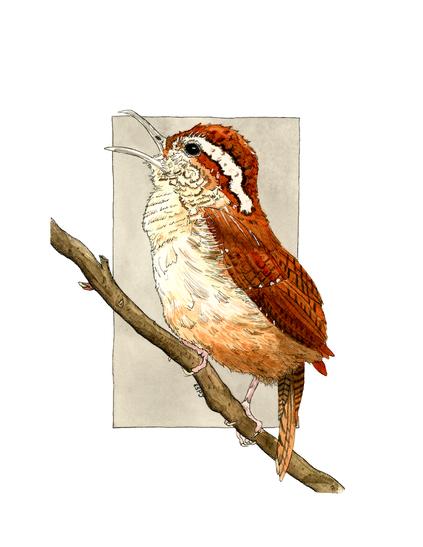 Carolina Wren