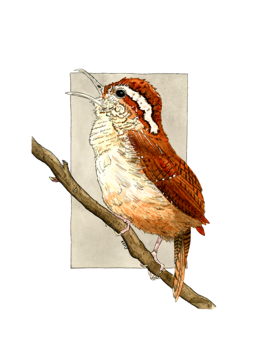 Carolina Wren
