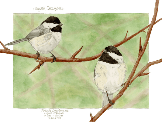 Carolina Chickadees