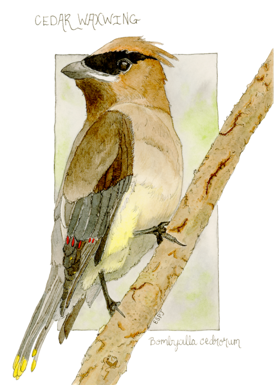 Cedar Waxwing