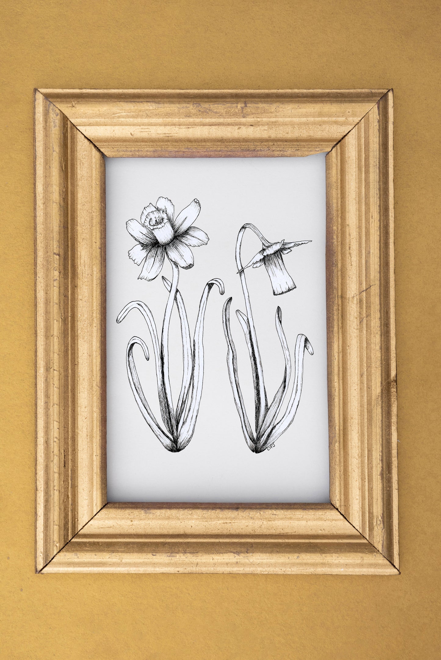 Signs of Spring: Daffodils Print