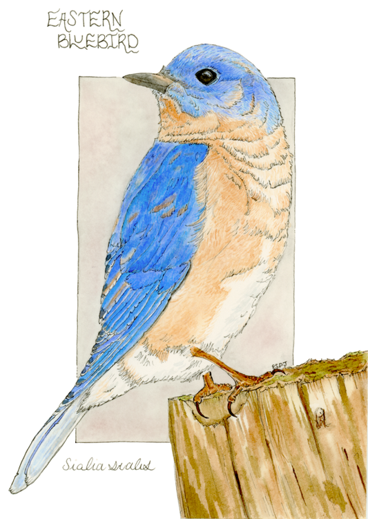 Eastern Bluebird
