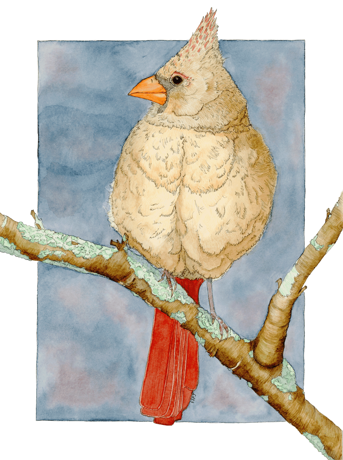 Northern Red Cardinal (Female)