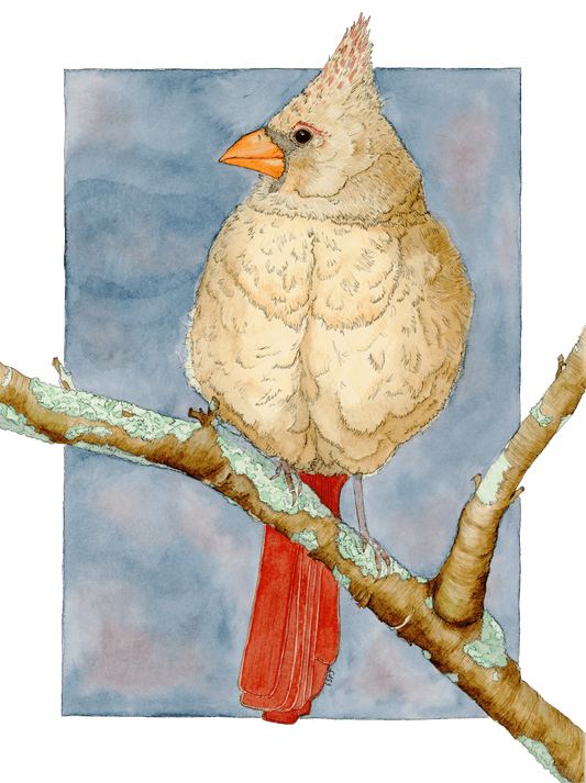 Northern Red Cardinal (Female)