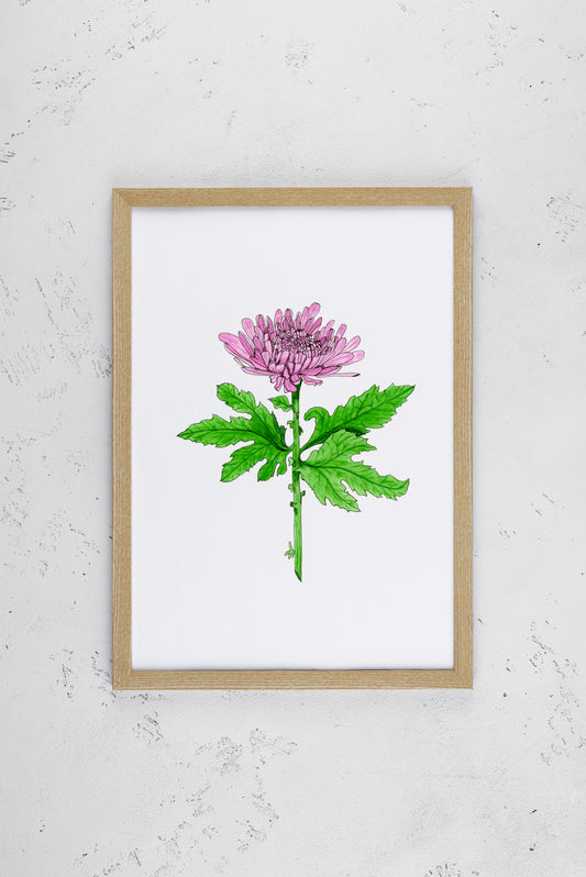 Perfect Purple Chrysanthemum Print