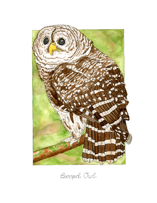 Barred Owl