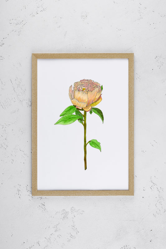 Peach Peony Print