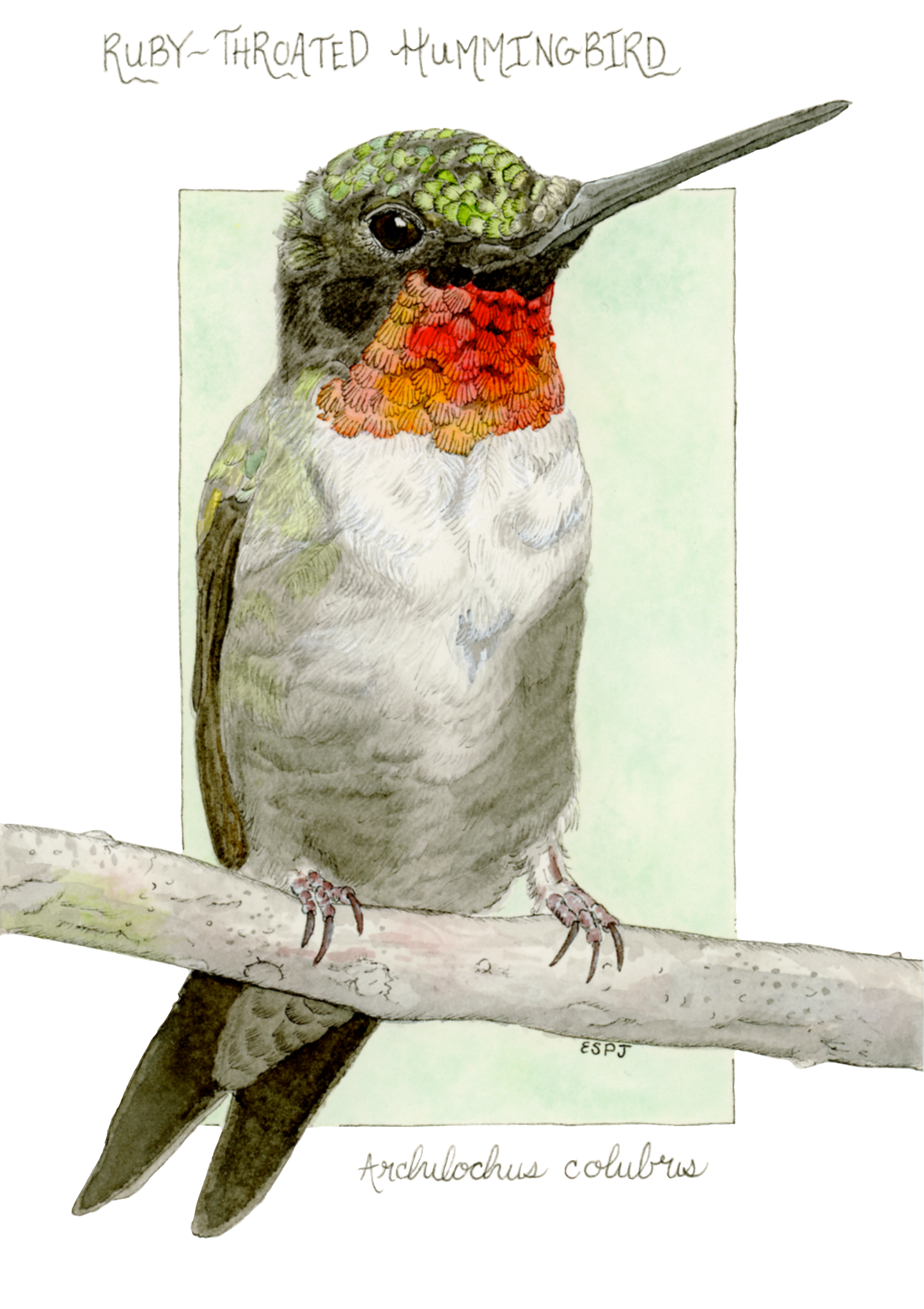 Ruby-Throated Hummingbird