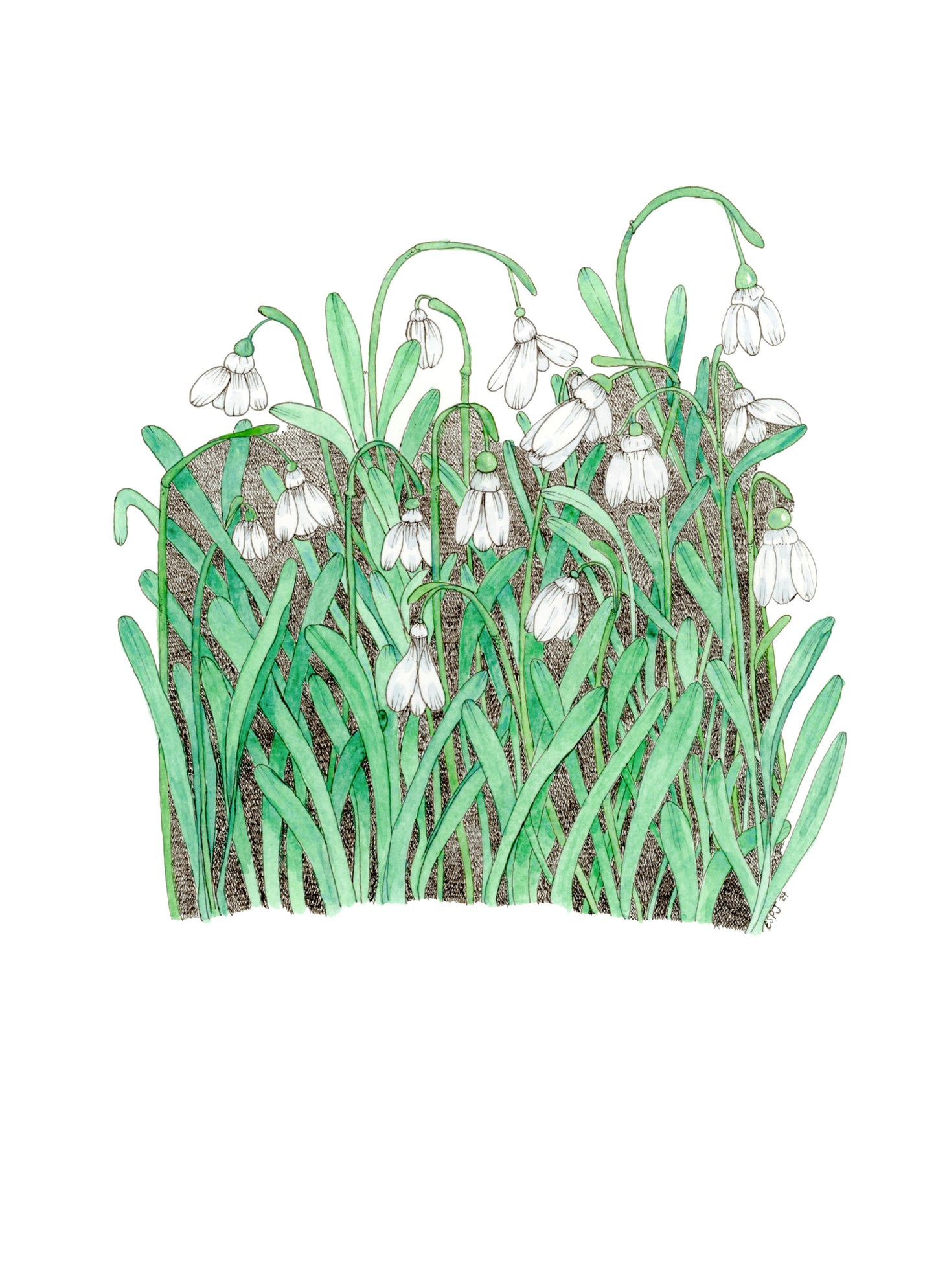 Whisper of Winter: Snowdrops